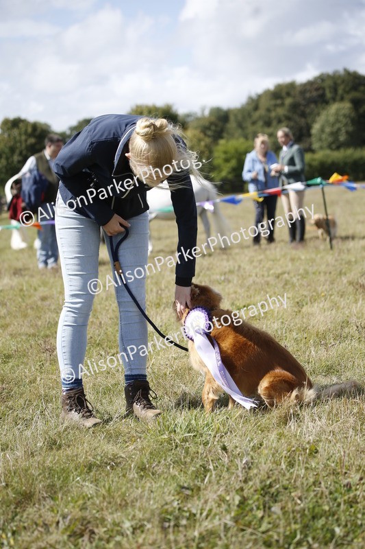20250831-3699 - Dog Show
