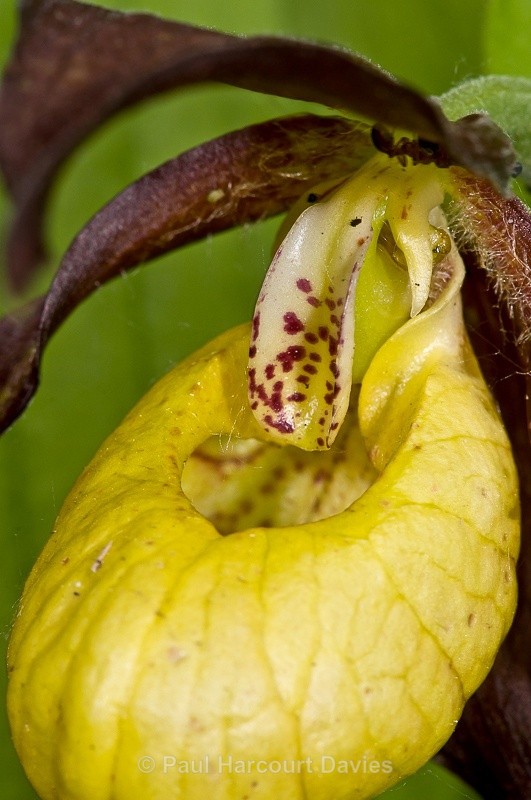  - Orchids - Various