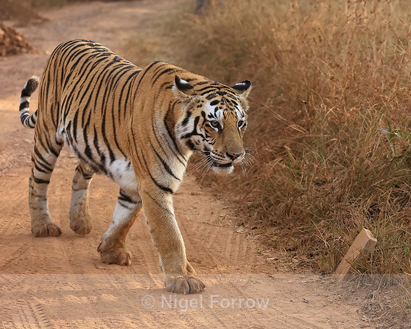 Tigress on trail close approach, Panna, Madhya Pradesh, India - Tiger