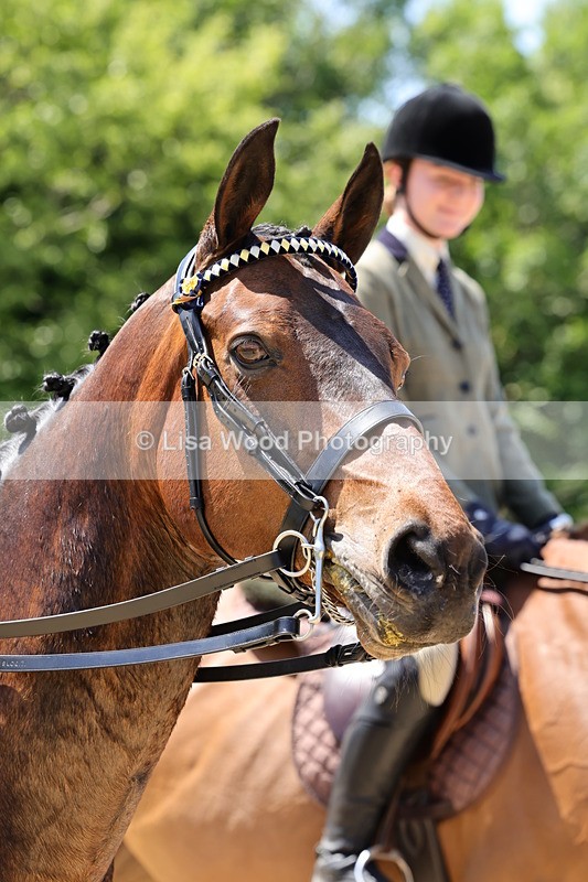1X9A1902 - Class 12: Ridden Riding Horse/Hack