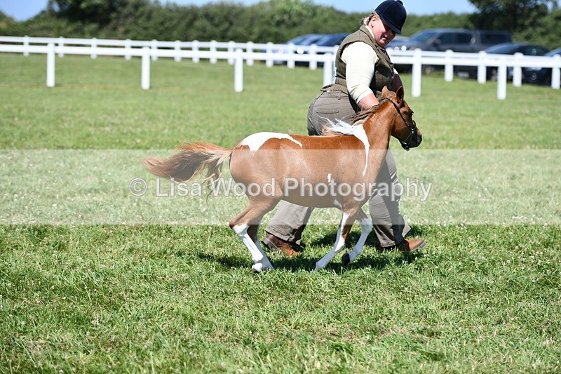 DSC_7004 - Class 59: Miniature Horse Yearling