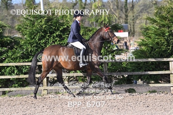 BPP_6707 - RING 1  (RIDDEN HORSES / IN HAND / VETERAN ETC)