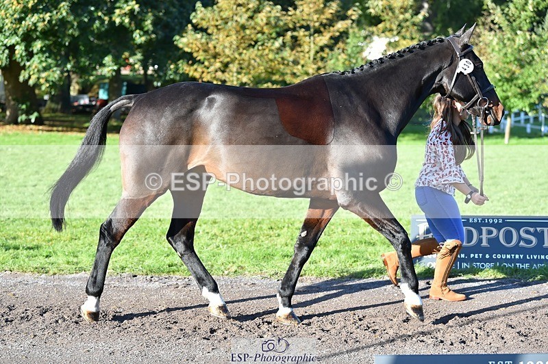 231022-101830-22397 - 430-HUNTSMAN.COM-Rachael.Watson-TrotUp+SJ