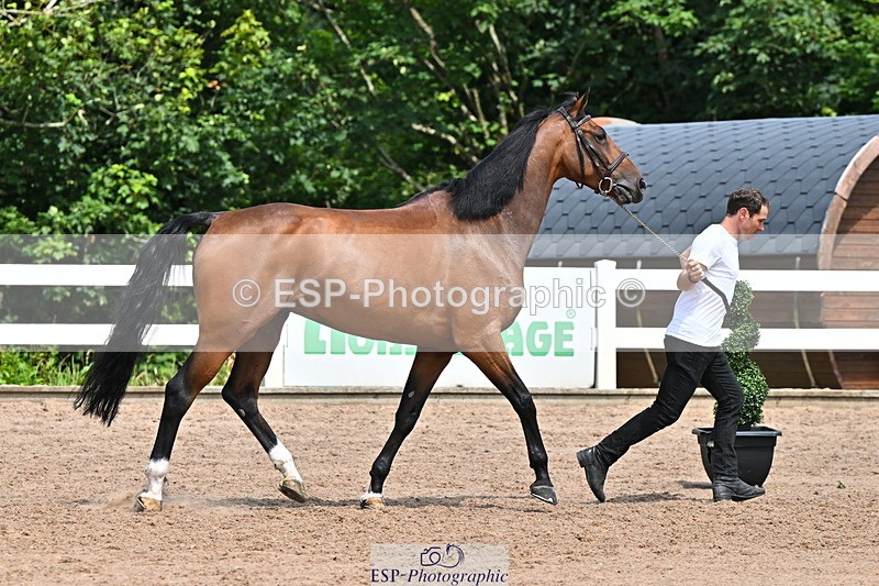 240718A-105259-01411 - Trot Up 12pm to 1pm