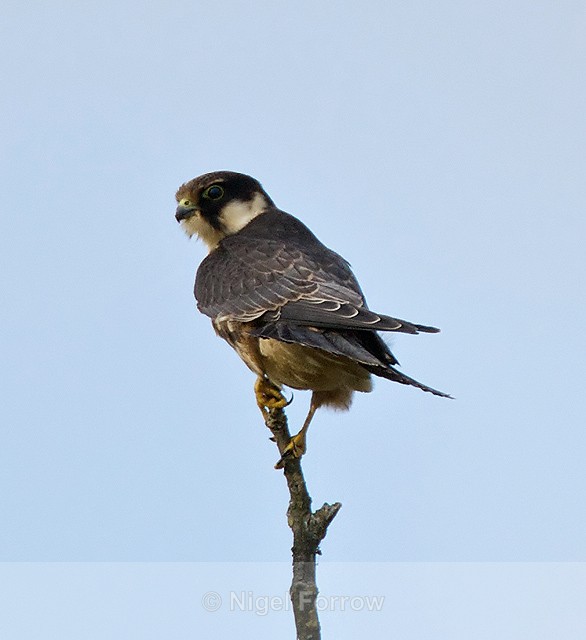 Hobby perched on top of a tree at Otmoor RSPB - Hobby
