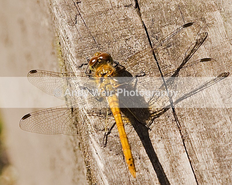 20080810-013 - Dragonflies & Damselflies