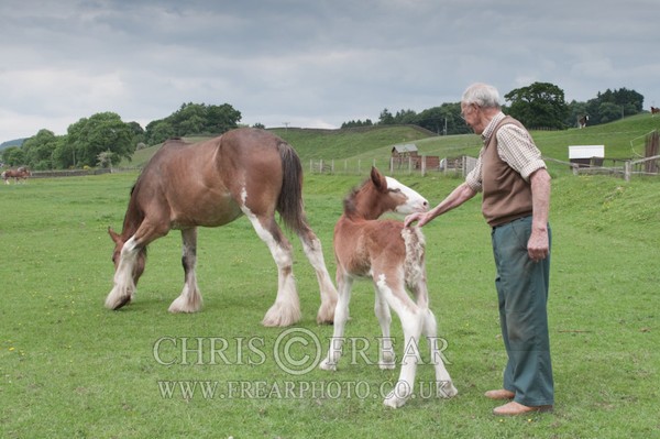 ryecroft-13 - Clydesdales 2013 Include Foals