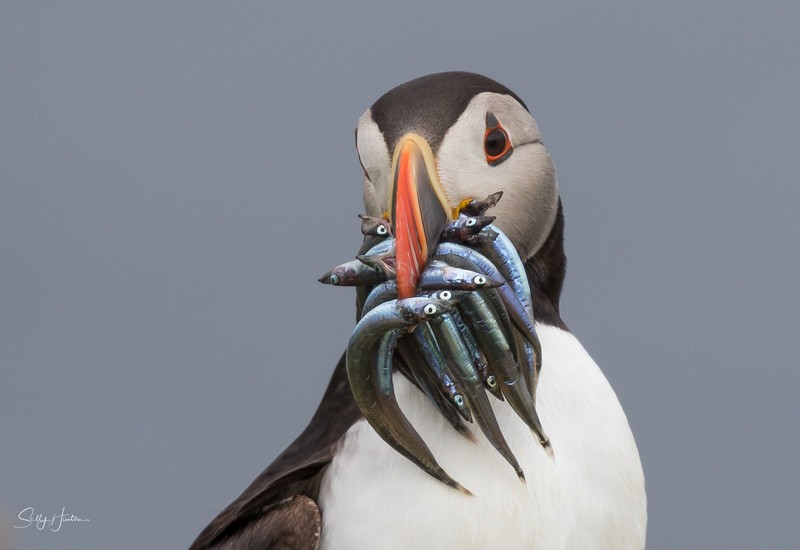 Puffen with Fish 1 - Puffins