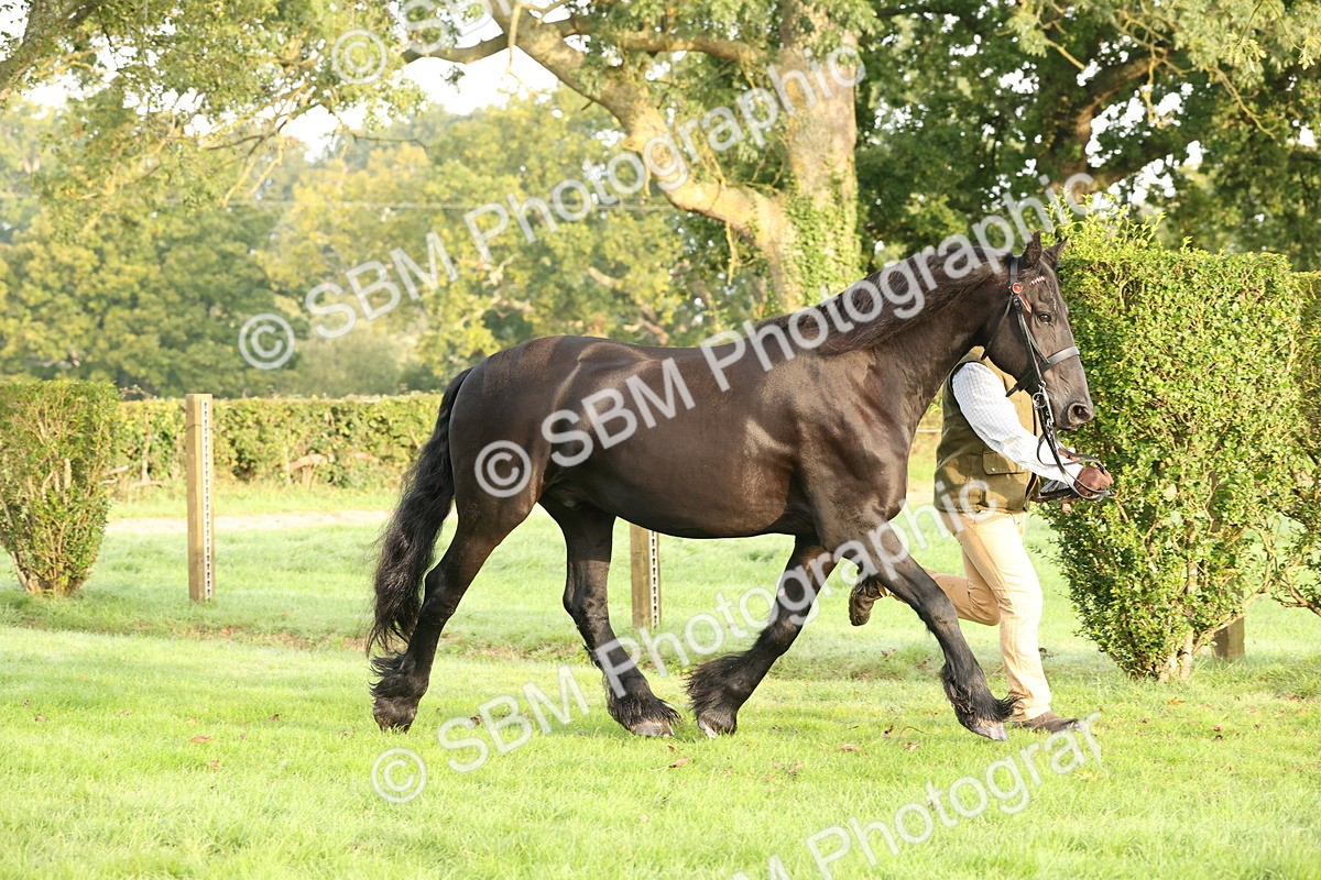 SBM_54406 - S51 - Foreign Breeds In Hand