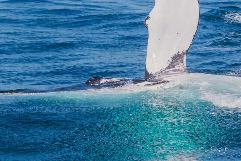 0A3A2643 - 2024 Whale Photos