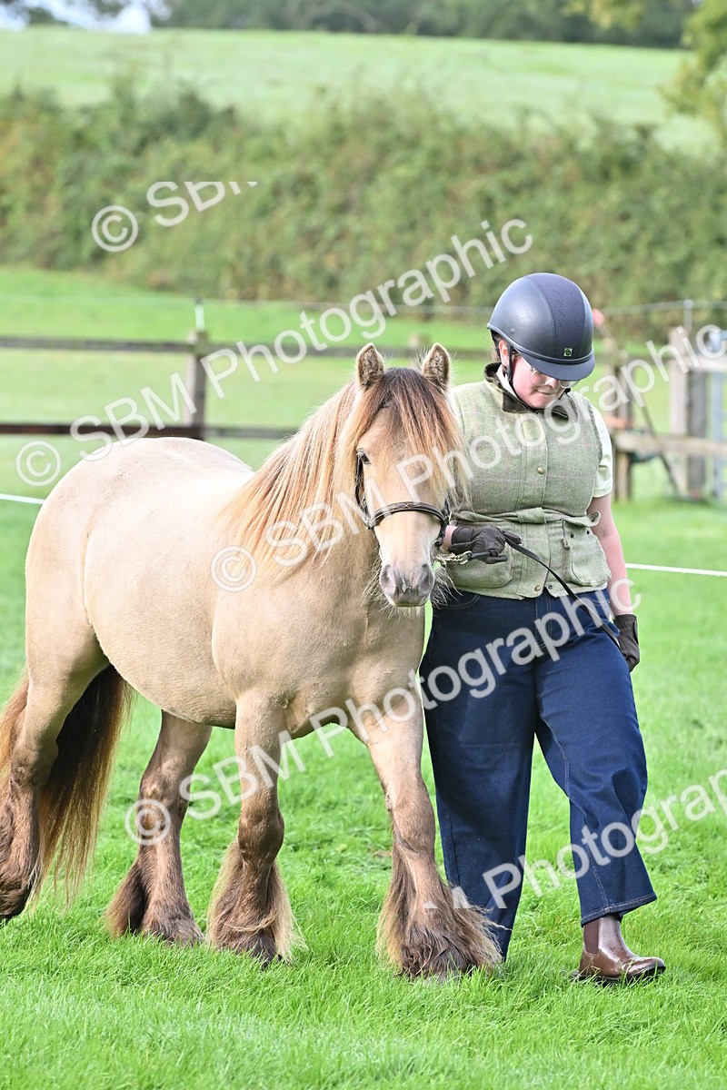 SBM_56860 - S45 - Coloured Pony In Hand