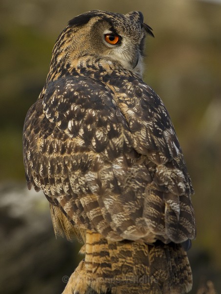  - EURASIAN EAGLE OWLS