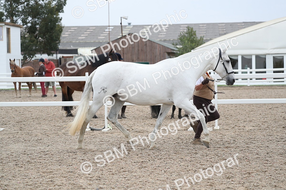 SBM_17957 - Class 317 IH Pure bred Horse/Pony