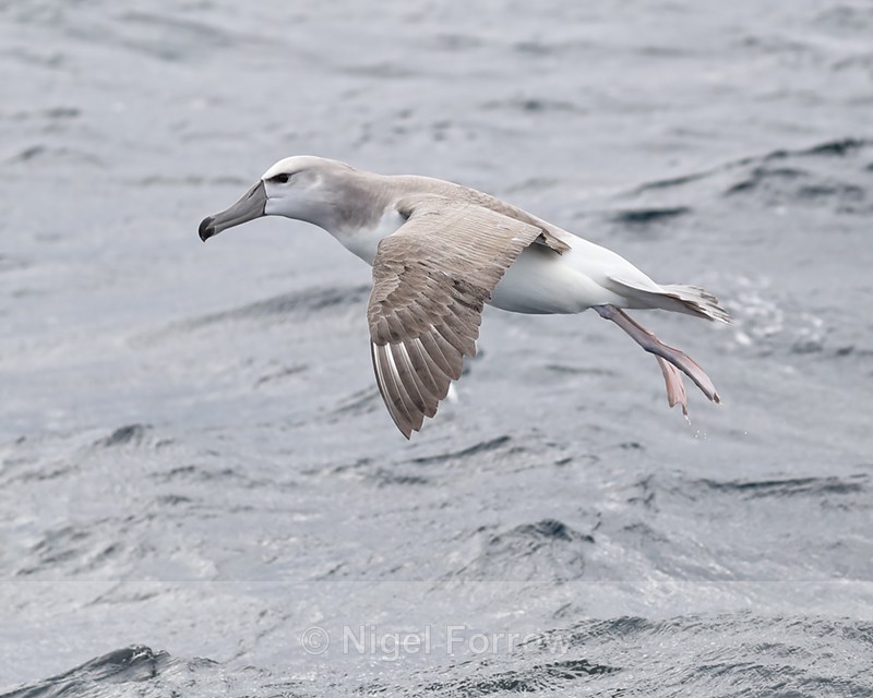 Shy Albatross landing, side view, South Africa - Shy Albatross