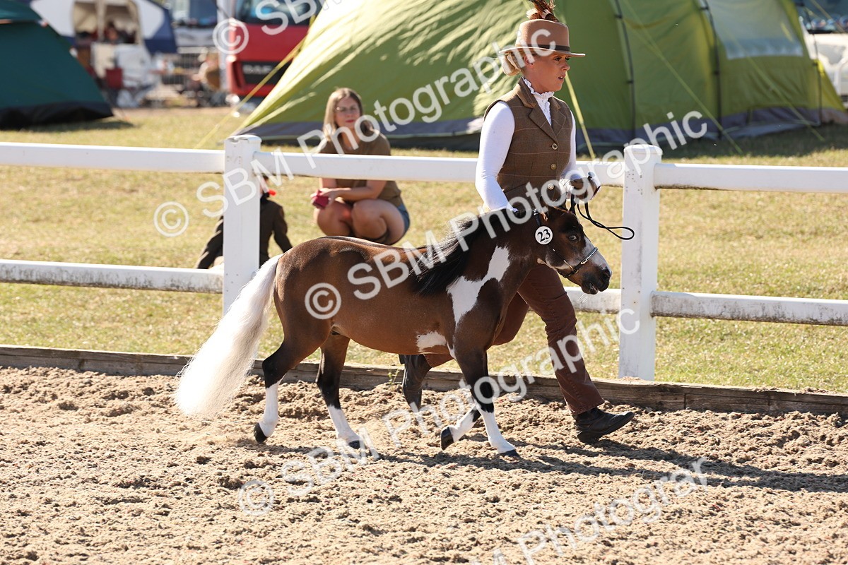 SBM_12900 - Class 206 - IH Non Show Type Pony