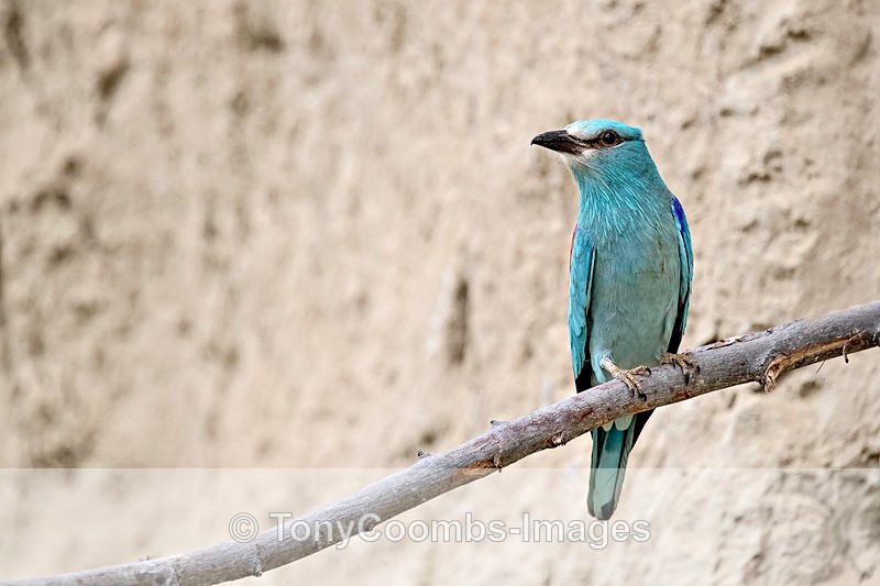 Roller - Macin National Park