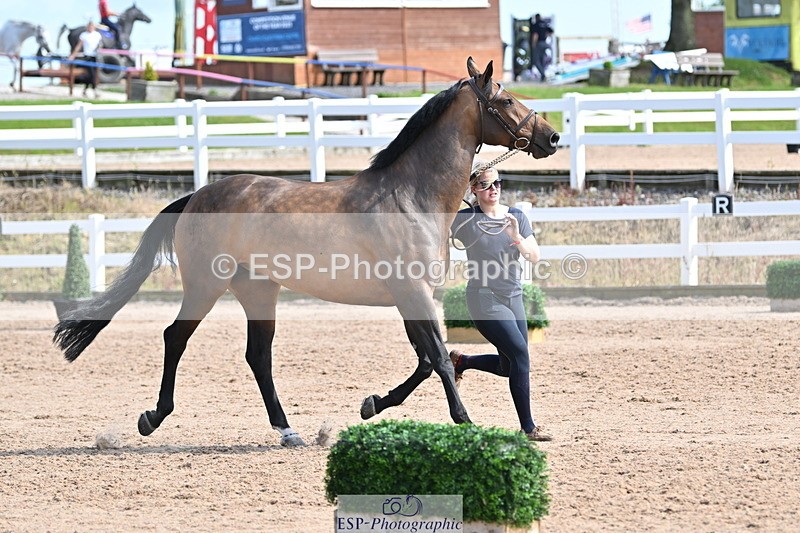 240717A-155439-03171 - Trot Up 3pm to 4pm