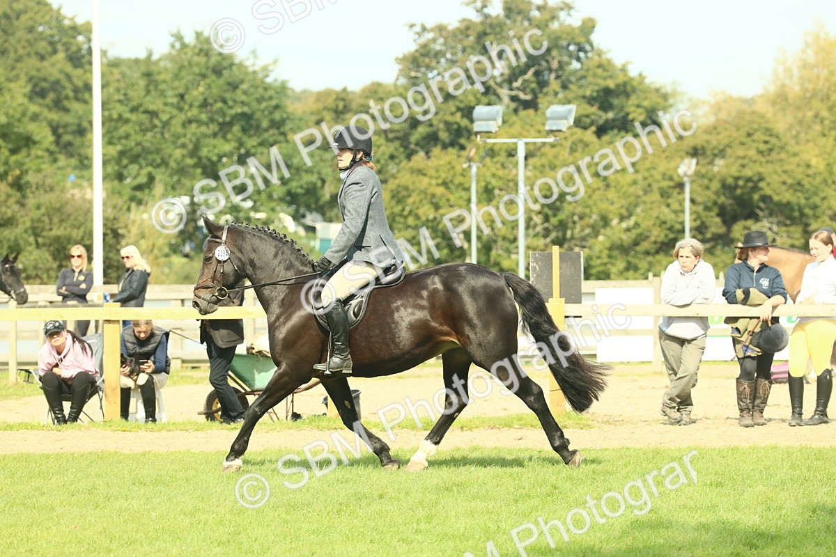 SBM_66653 - S34 - Rehabilitated Rescue Horse & Pony In Hand & Ridden