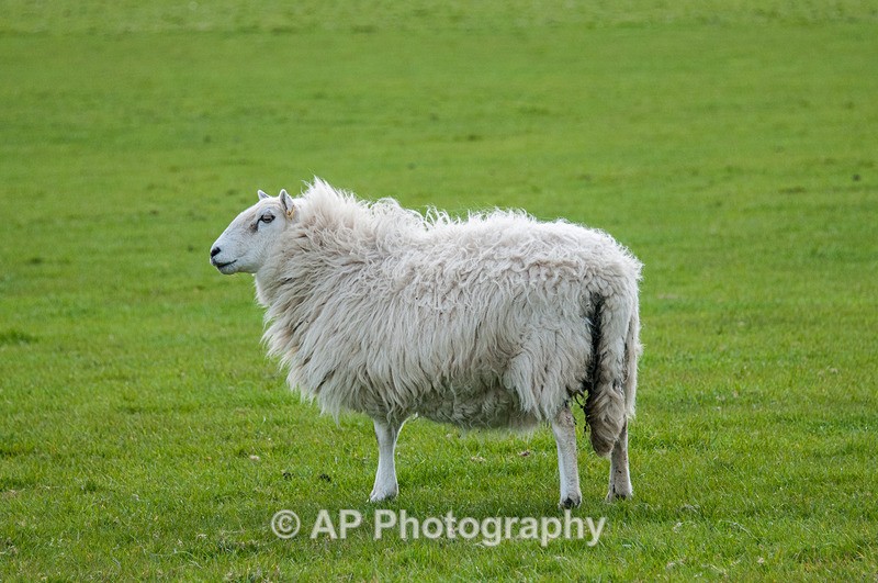 ACP_3474-1 - Sheep
