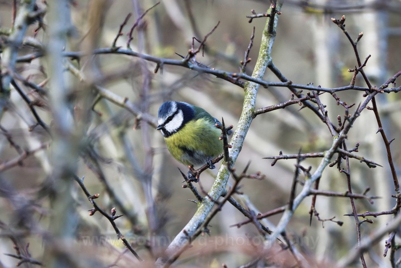 Blue Tit   ref 3340 - macro and nature.