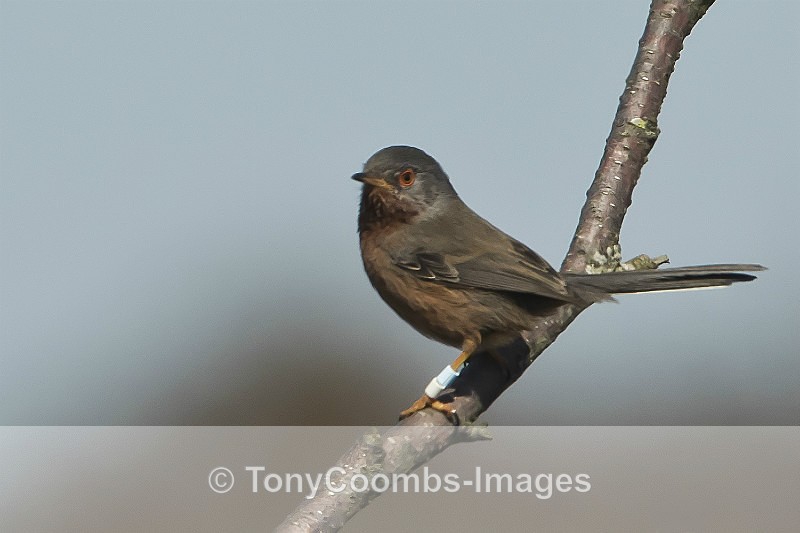 Dartford Warbler - Birds