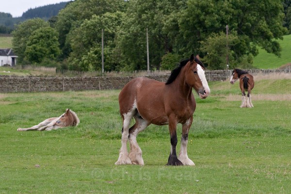 7 - Clydesdales