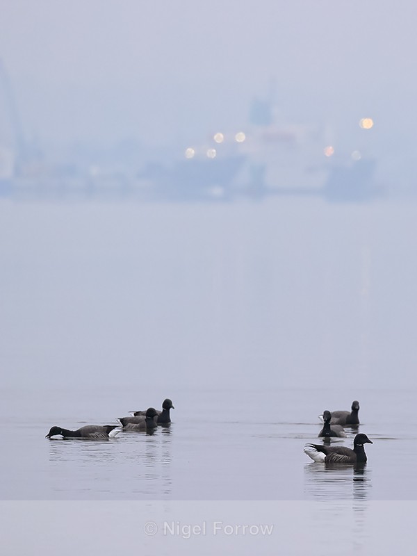 Brent Geese & Poole Port lights, Dorset - Brent Goose