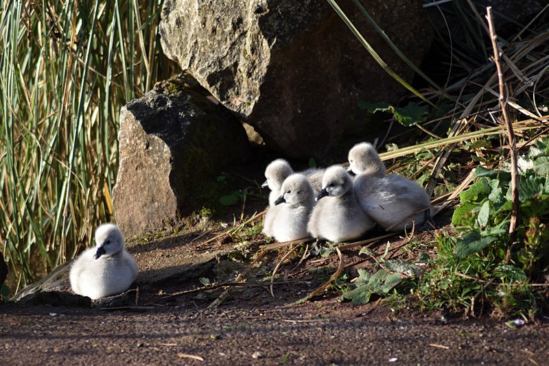 4 day old Black Swans at Dawlish 10