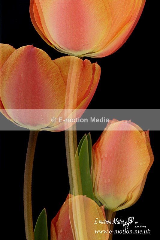 070420 -0212a - Nature