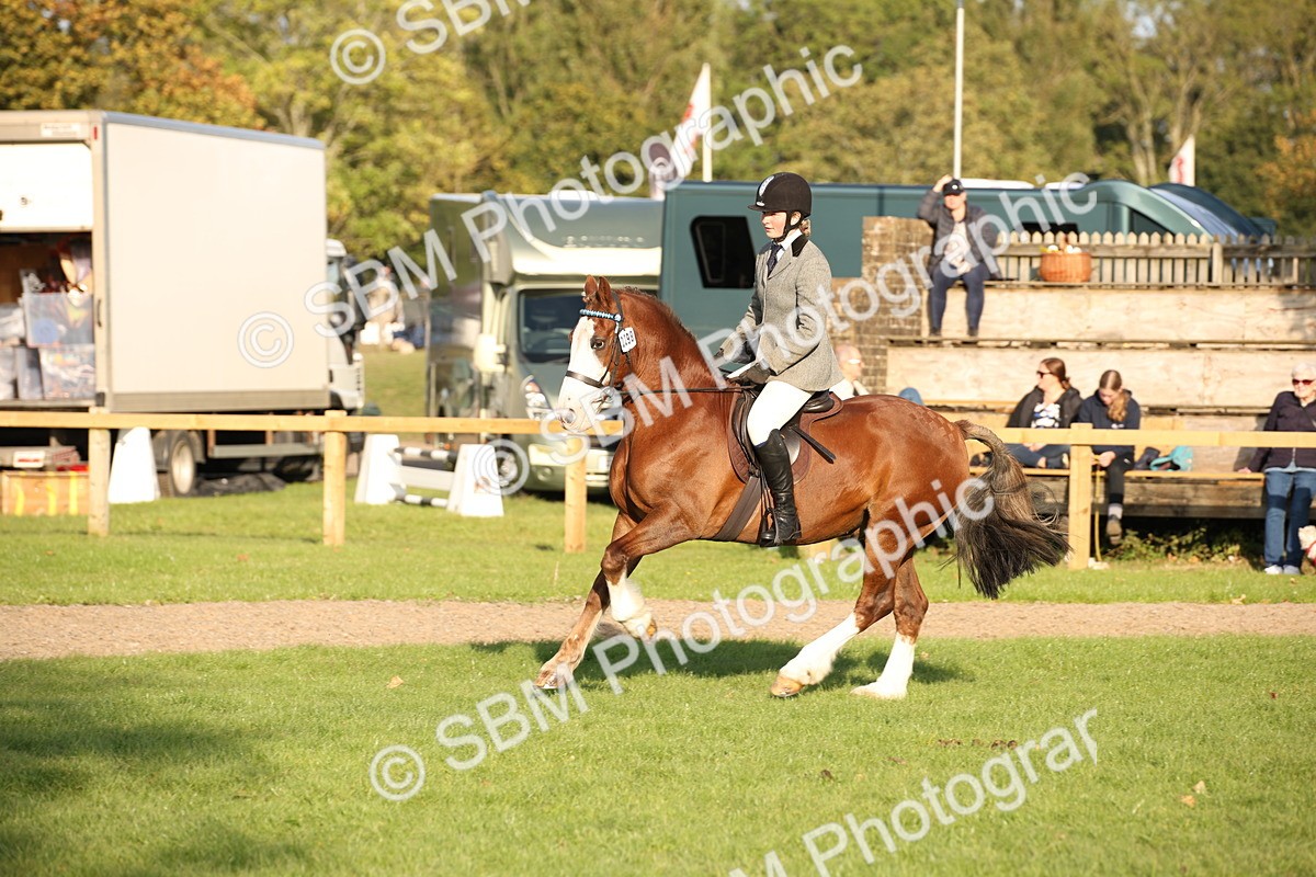 SBM_54339 - S27 - Mature Veteran - Ridden