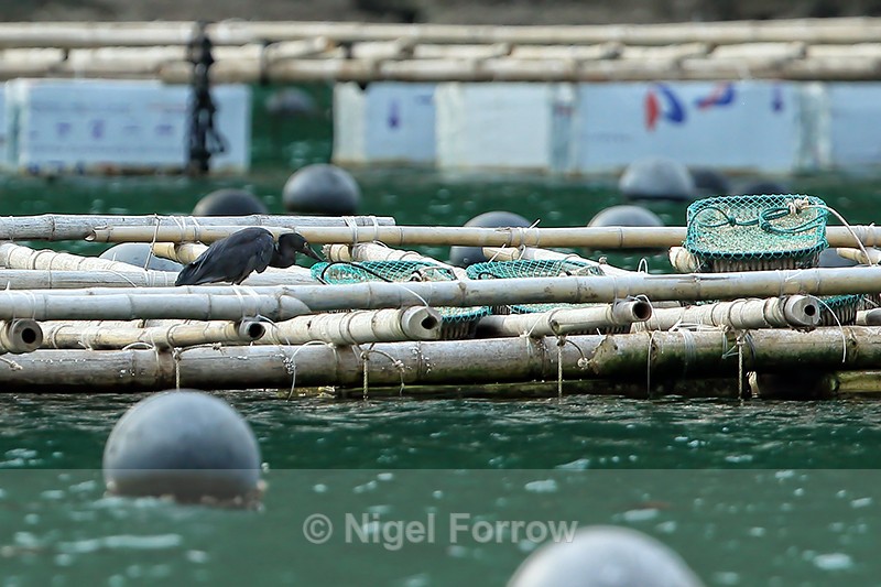 Pacific Reef-Egret, Ha Long Bay, Vietnam - Pacific Reef-Egret