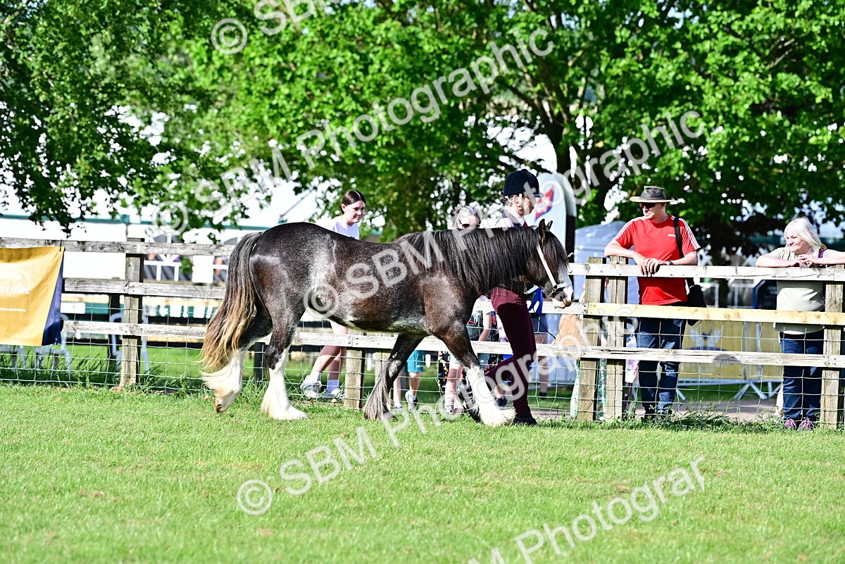 SBM_10138 - Class 63-65 - Traditional Gypsy Cobs In Hand & Ridden
