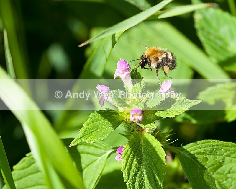 20110730-IMG_6182 - Insects