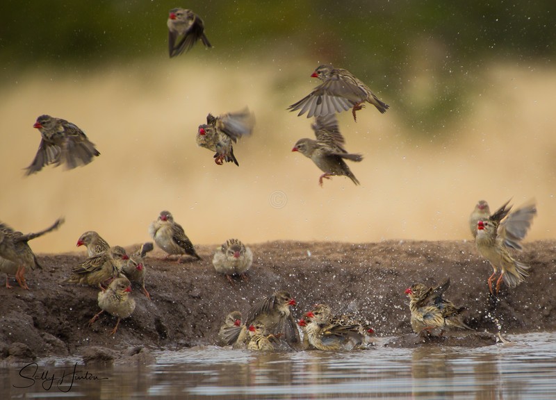 Red-billed Quelea Bathing