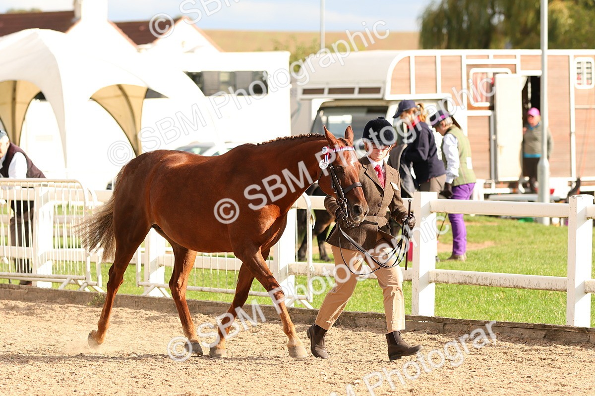 SBM_18367 - Class 318 - IH Part Bred Horse Pony