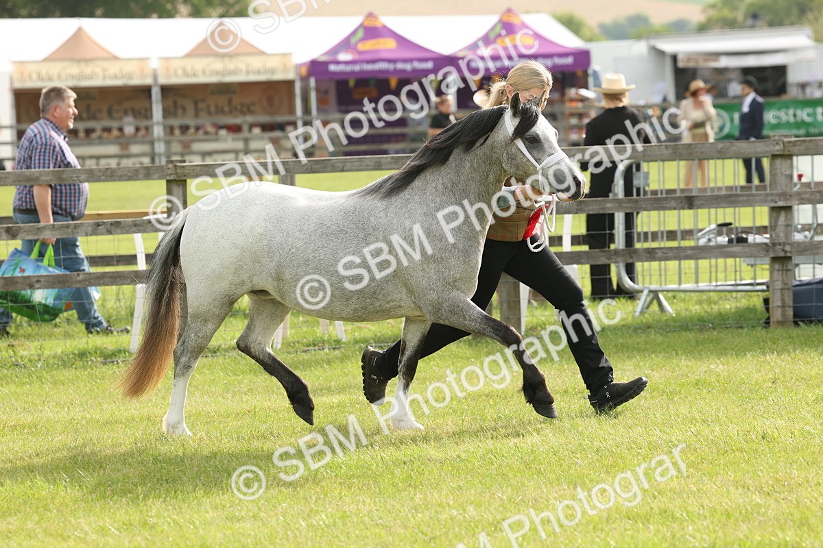 SBM_00460 - Class 6-13 - Mountatin and Moorland In Hand Welsh Breeds