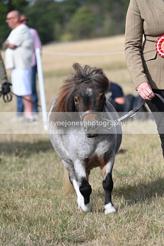 WJ7_8097 - In-hand Championship