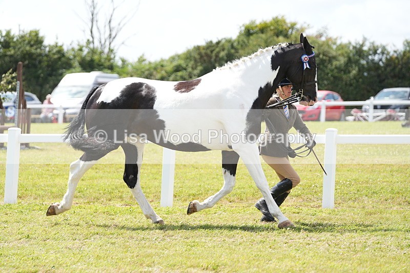 DSC07092 - Class 61: Coloured Horse 4yrs & Over