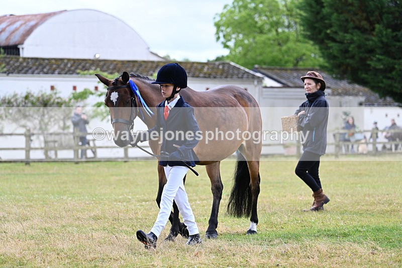 WJ7_6791 - Class 5 Handsome Gelding in hand