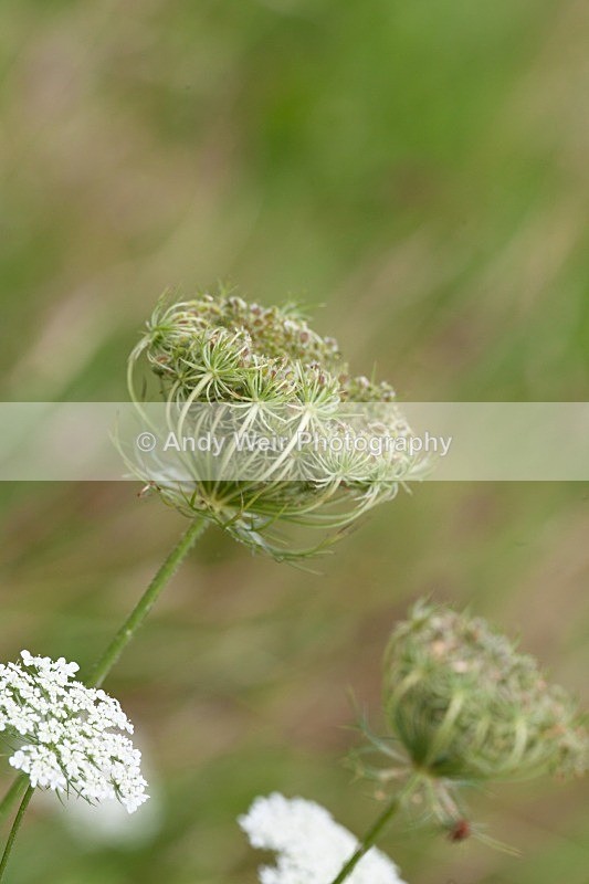 20120812-_MG_9511 - Plants and Flowers