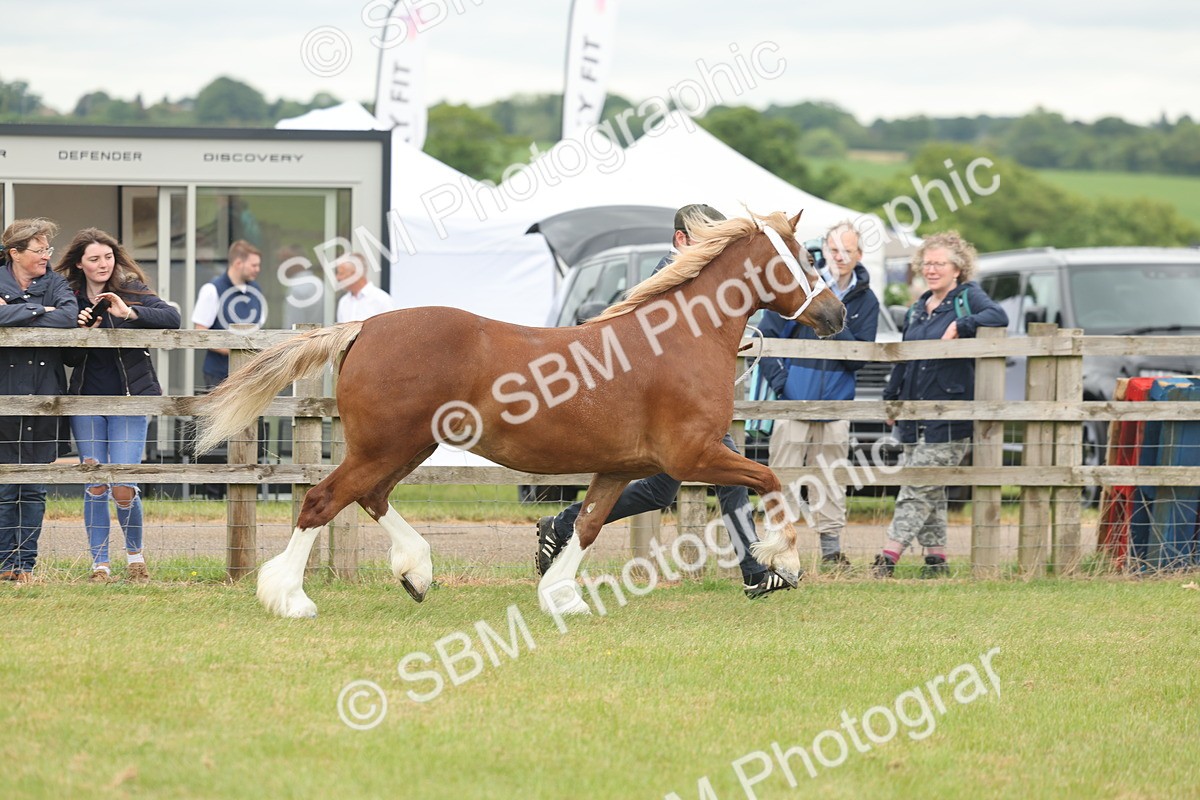 SBM_04898 - Class 50-57 - M&M Welsh Pony In Hand