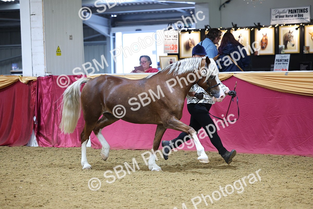 SBM_22833 - Class 903 - Supreme Final - IH Pre Vet