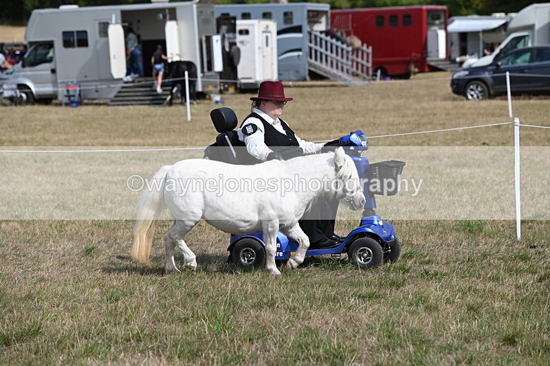 WJ6_6803 - Class 21 Shetland & Mini Horses
