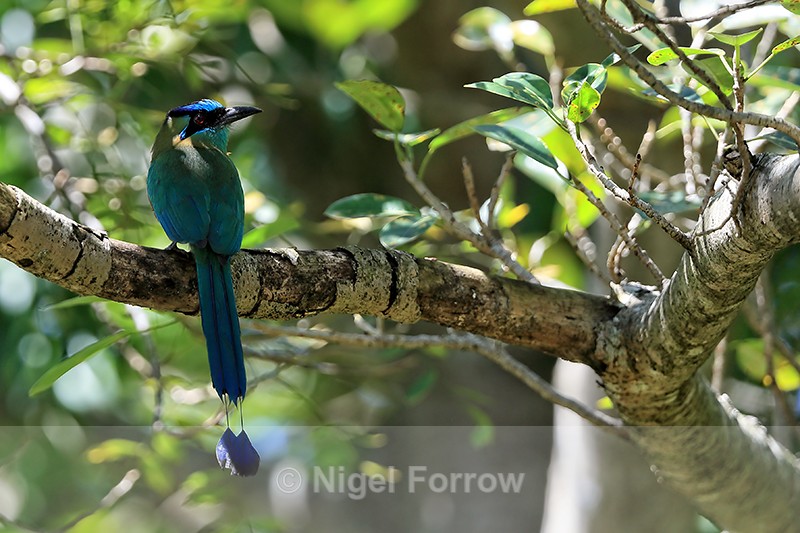 Lesson's Motmot showing tail feathers, Chiriqui, Panama - Lesson's Motmot