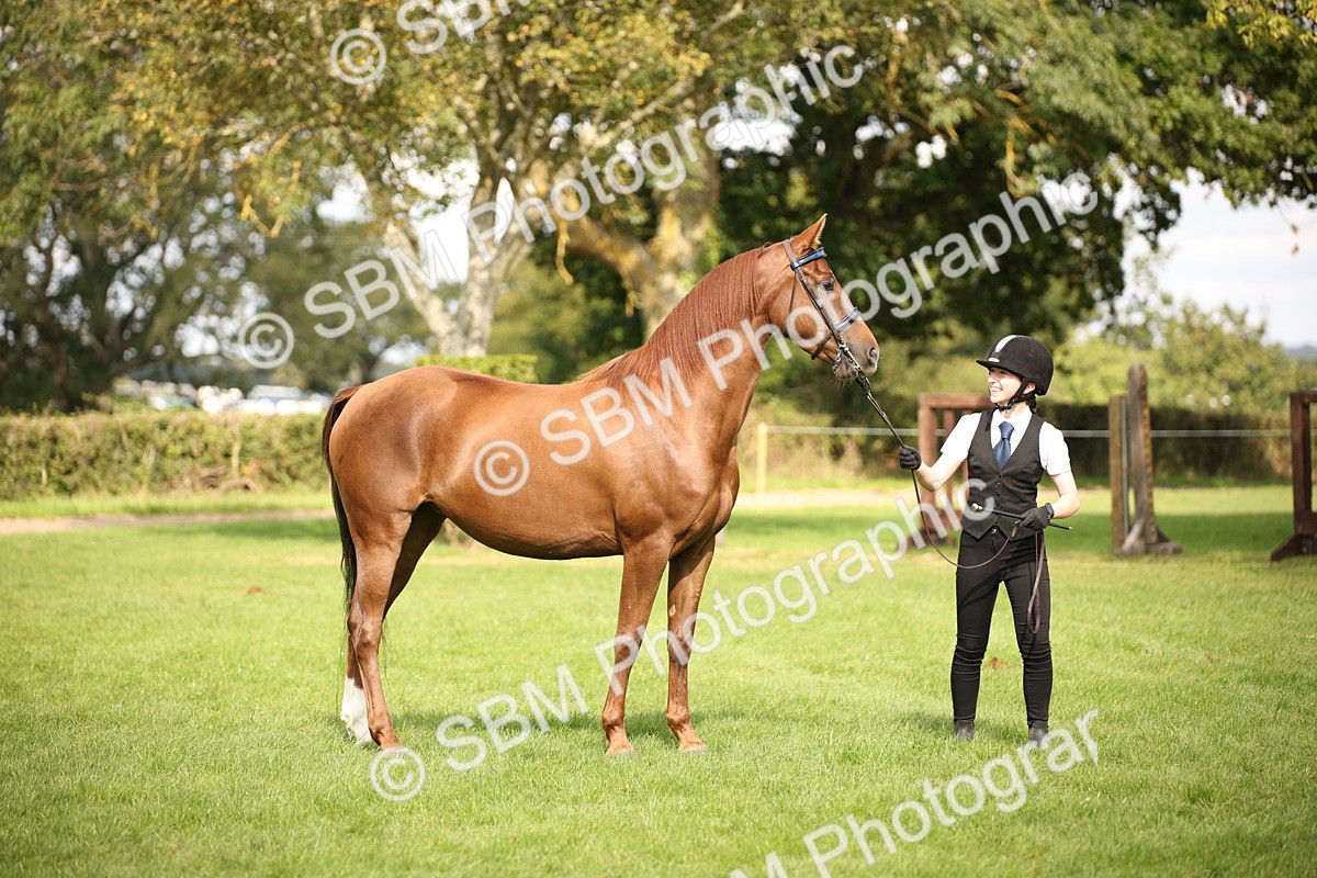 SBM_62928 - In Hand Horse Supreme Championship