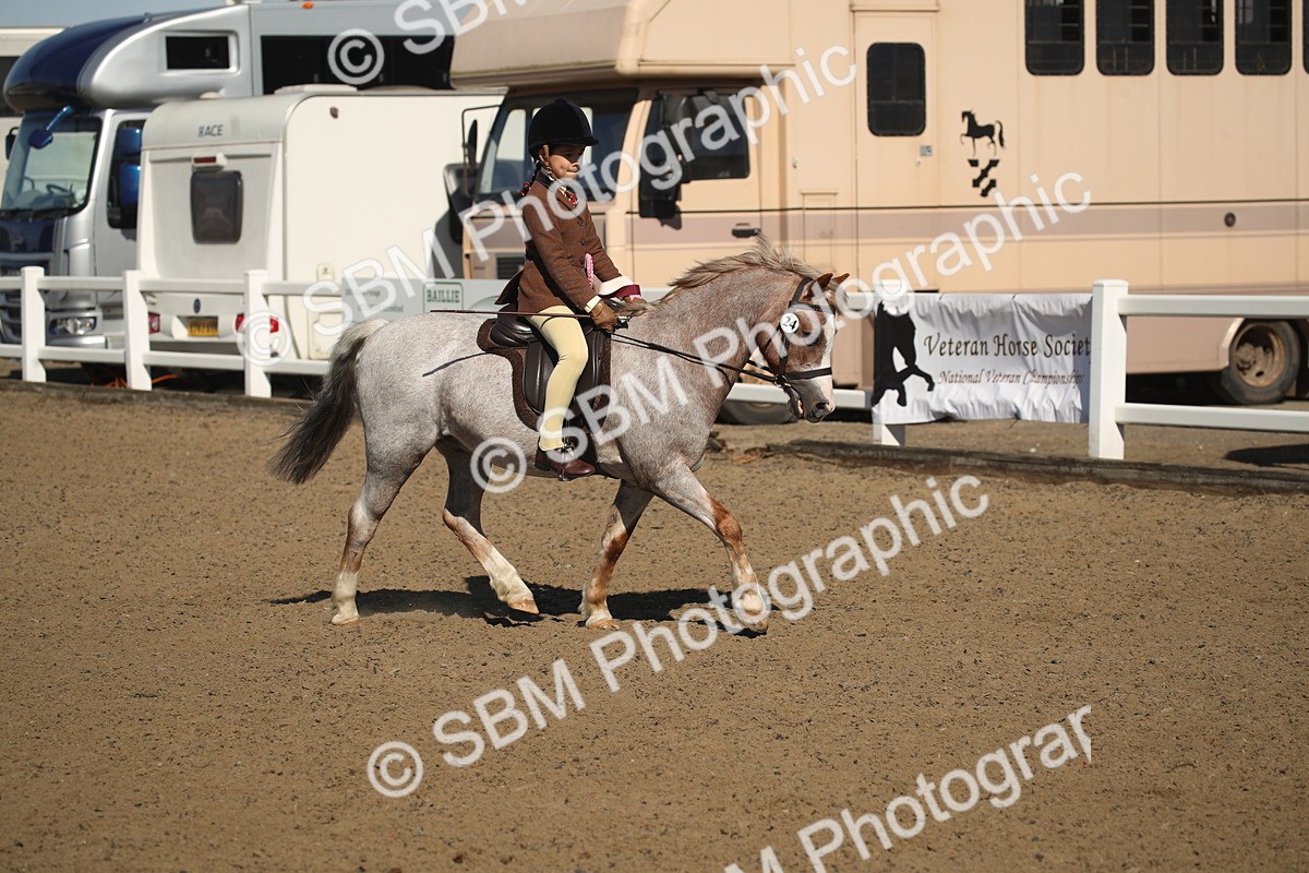 SBM_12805 - Class 504b - Junior Working Veteran - 40cm (20+)