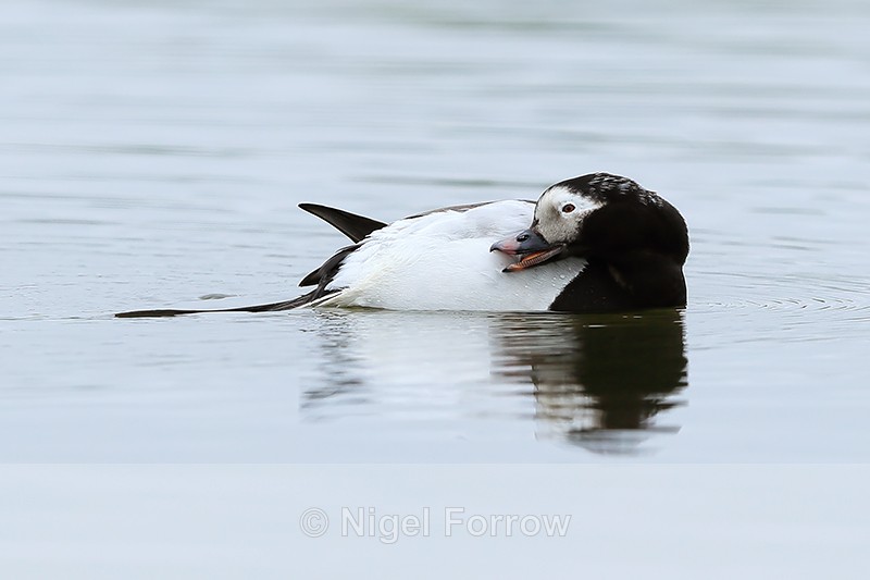 Long-tailed Duck preening, Iceland - Long-tailed Duck