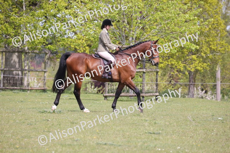 20260426-4292 - Class 34 - Best Riding Horse Over 14.2hh