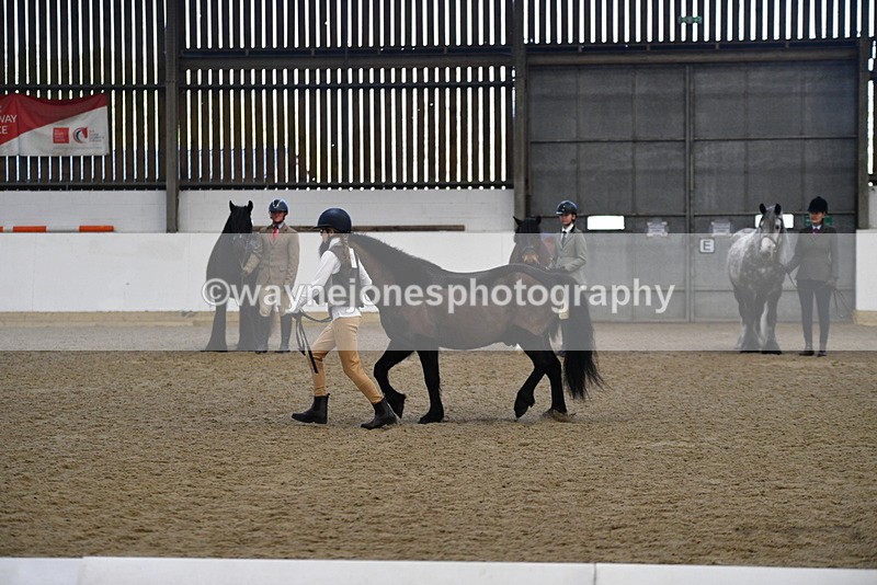 WJ5_4203 - Class 6 In hand M&M - Large Breeds