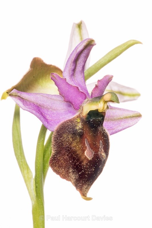  - WB: Orchids - Ophrys